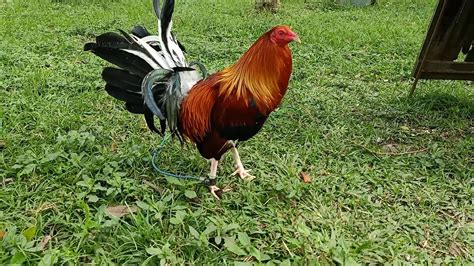 george woods lacy roundhead gamefowl.